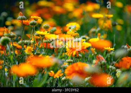 Orangen- und gelbe Ringelblume (Calendula officinalis) blüht in den Holkham Gardens bei Holkham Hall, Norfolk, England, fotografiert mit selektivem Fokus Stockfoto