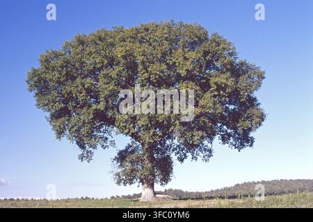 einsamer großer europäischer Eichenbaum oder Stieleiche in der Vegetationsperiode, Quercus robur, Fagaceae Stockfoto