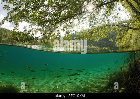 Halb über halb unter Wasser Aufnahme, Fische in den Plitvicer Seen, Nationalpark, Kroatien Stockfoto
