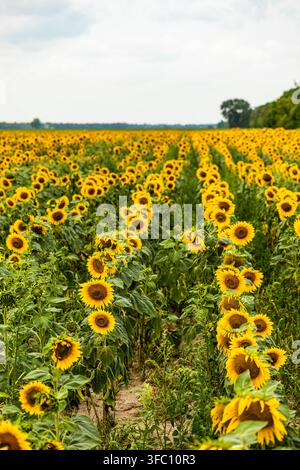 Eine vertikale Komposition betont Reihen blühender Sonnenblumen, die zu einem weiten offenen Himmel und entfernten Bäumen führen. Stockfoto