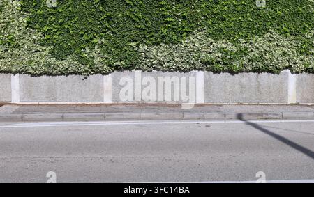 Grauer Stuckzaun, der mit weißen Putzrechtecken durchsetzt ist, Hecke und Efeu oben. Betonweg und Straße davor. Hintergrund für Kopierraum. Stockfoto