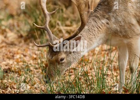 Hirschgrauer Hirsch, der zwischen Gras und gefallenen Blättern in Richmond Park, London, Vereinigtes Königreich, grast Stockfoto