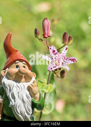 Blühende Trollblume, Tricyrtis hirta Stockfoto