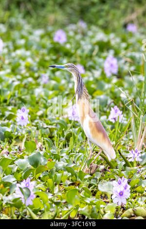 Squacco-Haarich, Ardeola ralloides, am Ufer des Edward-Sees, Queen-Elizabeth-Nationalpark, Uganda, mit einem Hintergrund aus violetter Wasserhyazinthe Stockfoto