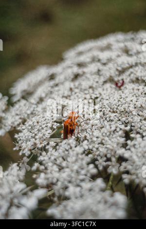 Eine Nahaufnahme aus hohem Winkel zeigt zwei leuchtend orangefarbene Marienkäfer, die sich auf einem zarten weißen Büschel von Queen Anne's Lace-Wildblumen paaren. Stockfoto