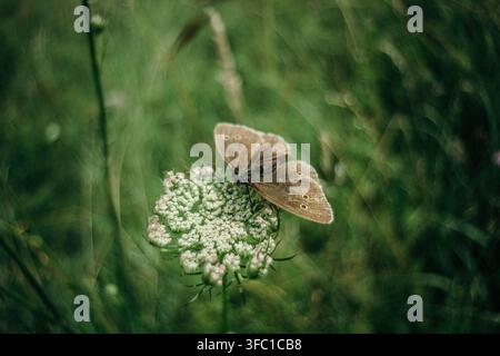 Eine Nahaufnahme zeigt einen Wald-Höhlenfalter (Pararge aegeria) mit braunen Flügeln und markanten Augenflecken, der sanft auf einer Ansammlung kleiner Stockfoto