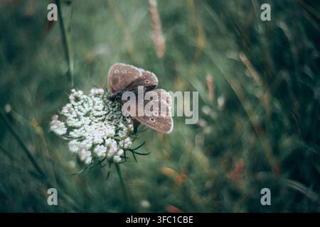Eine detaillierte Nahaufnahme eines kleinen braunen Schmetterlings mit deutlichen Augelflecken auf seinen Flügeln, der anmutig auf einem Büschel winziger weißer Wildblumen ruht. Stockfoto