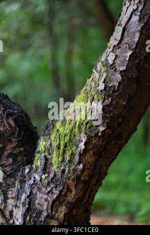 Eine detaillierte Nahaufnahme von rauer Baumrinde, die mit lebhaftem grünem Moos bedeckt ist, und betont die komplexen Texturen und organischen Muster der Natur. Der Bac Stockfoto
