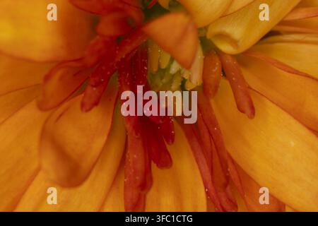 Buntes Blumenbeet im Siegener Schlossgarten in äußerster Nähe Stockfoto
