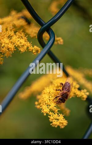 Eine Nahaufnahme aus hohem Winkel fängt eine Honigbiene ein, die fleißig Pollen von lebhaften gelben Goldrutenblüten sammelt. Die Szene spielt sich im Freien mit einem s Stockfoto