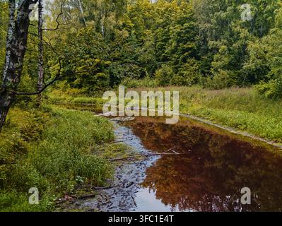 dunkler Wasserarm eines Waldbachs in der Region Leningrad. Das Ufer ist mit Gras bedeckt. Dämme, Treibholz und farbenfrohes Laub spiegeln sich im Wasser wider Stockfoto