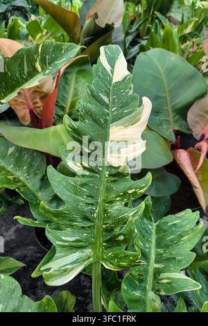 Langes Blatt des Philodendron ‚Ring of Fire‘ als Zimmerpflanze, umgeben von mehreren tropischen Pflanzen Stockfoto