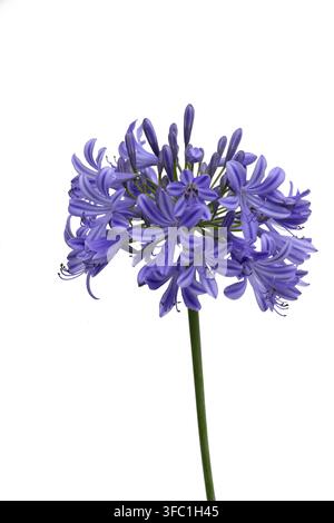Nahaufnahme der Blüte der Afrikanischen Lilie (Agapanthus 'Northern Star') isoliert vor weißem Hintergrund Stockfoto