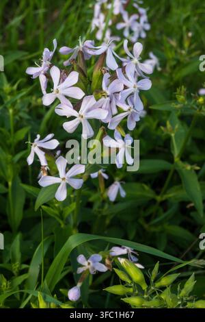 Vertikale Nahaufnahme von blass-lila Nelkenblüten mit fünf Blütenblättern, die in üppigem grünem Sommergras wachsen. Die zarten Blüten und das natürliche Tageslicht Stockfoto