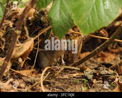 Waldmaus in einem örtlichen Wald in Warrington. Stockfoto