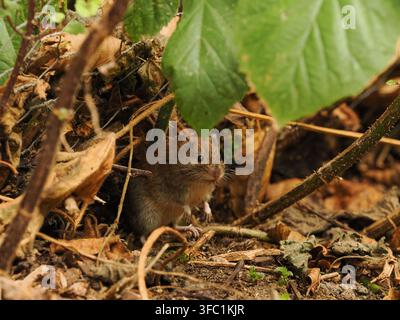 Waldmaus in einem örtlichen Wald in Warrington. Stockfoto