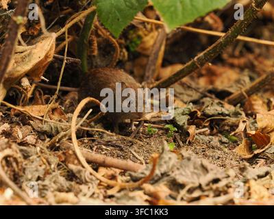 Waldmaus in einem örtlichen Wald in Warrington. Stockfoto