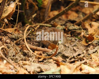 Waldmaus in einem örtlichen Wald in Warrington. Stockfoto
