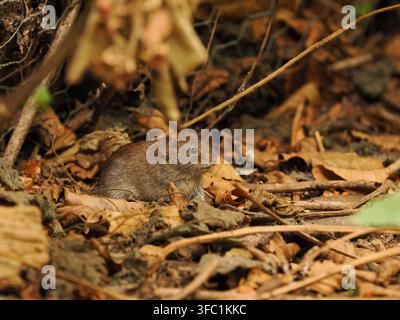 Waldmaus in einem örtlichen Wald in Warrington. Stockfoto
