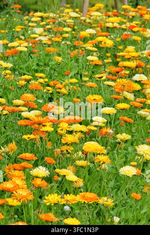Calendula. Topfringelblumen, Calendula officinalis-Blüten, Massenbepflanzung in einer Sommergartenborte. UK Stockfoto