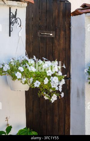Ein weißer hängender Blumentopf, gefüllt mit blühenden weißen Petunien, ist neben einer dunklen rustikalen Holztür an einer weißen Stuckwand montiert. Stockfoto