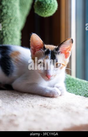 Süßes Calico-Kätzchen ruht auf einem Katzenbaum im Innenraum Stockfoto
