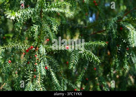 Europäische Eibe (Taxus baccata) mit leuchtend roten fleischigen Arillen zwischen dichtem dunkelgrünem immergrünem Laub in natürlichem Wald Stockfoto