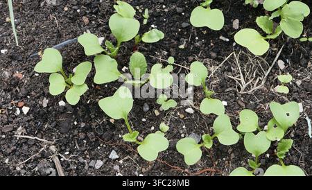 Rettichkeimlinge Stockfoto
