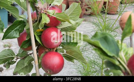 rote Äpfel hängen an einem Ast Stockfoto