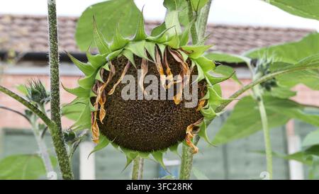 Sonnenblume nach der Blüte, die sich in Samen verwandelt. Stockfoto