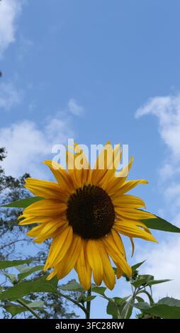 Ein gelber Sonnenblumenblüte vor blauem Himmel, Porträtformat-Bild Stockfoto