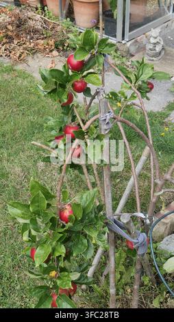 Äpfel, die an einem Baum in einem englischen Cottage-Garten wachsen Stockfoto