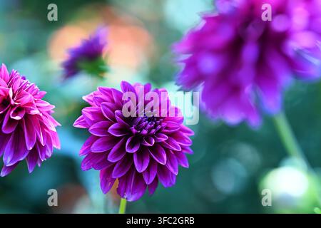 Eine Gruppe lila Dahliablüten in einem Sommergarten, wobei die zentrale Blüte scharf im Fokus steht und die umgebenden Blütenblätter in einem schönen Bokeh verschwimmen. Stockfoto