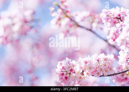Schwere Büschel gesunder Prunus-serrulata-Blüten belasten die Äste und veranschaulichen eine sehr erfolgreiche und kräftige Blütesaison in diesem Jahr Stockfoto