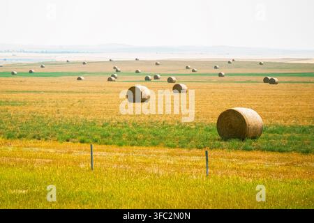 Eine malerische Landschaft auf dem Land mit zahlreichen runden großen Strohballen, die über hügelige landwirtschaftliche Felder verstreut sind, unter einem klaren Himmel nach der Ernte Stockfoto