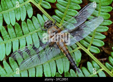 Vierfleckige Moosjungfer (Libellula quadrimaculata) ruht auf Farn, der neben dem Tansley-Bruch wächst, im Nationalen Naturreservat Beinn Eighe. Stockfoto