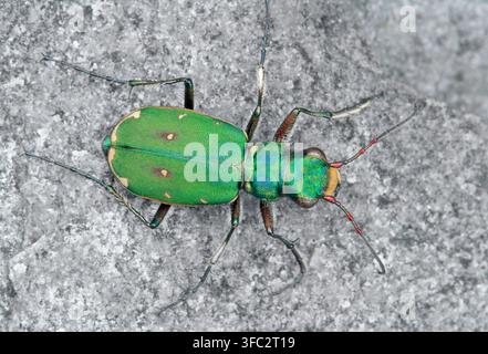 Grüner Tigerkäfer (Cicindela campestris) sonnt sich auf einer Felsfläche im Sonnenschein, Isle of Rum, Nationales Naturreservat, Wester Ross, Schottland, Juni Stockfoto