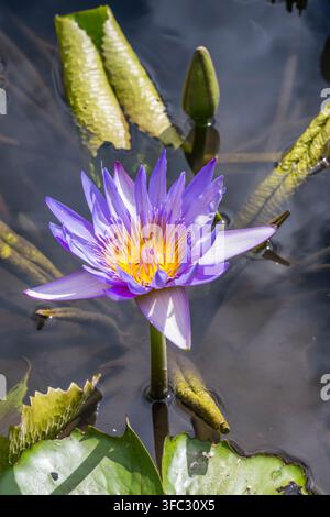 Mauritius, Bezirk Pamplemousses, Pamplemousses, Botanischer Garten Sir Seewoosagur Ramgoolam, Lotus-Teich, Blauer Lotus (Nymphaea caerulea) Stockfoto