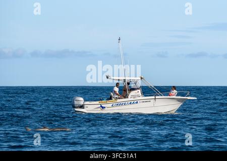 Mauritius, Südwestküste, Bezirk Rivière Noire, Beobachtung von Spinnerdelfinen (Stenella longirostris) in der Tamarin-Bucht Stockfoto