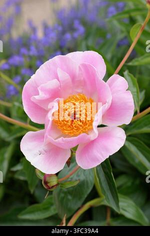 Pfingstrose. Rosa Blüten von Paeonia lactiflora 'Nymphe', eine ausdauernde Staude. Stockfoto