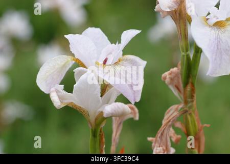 Iris 'Hohe Warte', Weiße Sibirische Schwertlilie, iris sibirica, blühend in einer Gartengrenze im späten Frühling. UK Stockfoto
