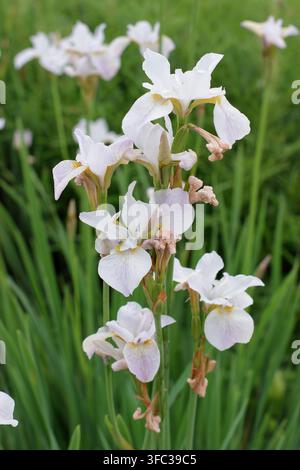 Iris 'Hohe Warte', Weiße Sibirische Schwertlilie, iris sibirica, blühend in einer Gartengrenze im späten Frühling. UK Stockfoto