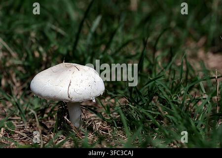 Ein einzelner wilder weißer Pilz, der in grünem Gras in Maryland wächst, zeigt eine detaillierte Nahaufnahme eines Feldpilzes in seinem natürlichen mittelatlantischen Lebensraum Stockfoto