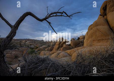 Ansicht der einzigartigen Felsformationen und eines knorrigen toten Baumes in der Wüstenlandschaft des Joshua-Tree-Nationalparks in Joshua Tree, Kalifornien, Vereinigte Staaten Stockfoto