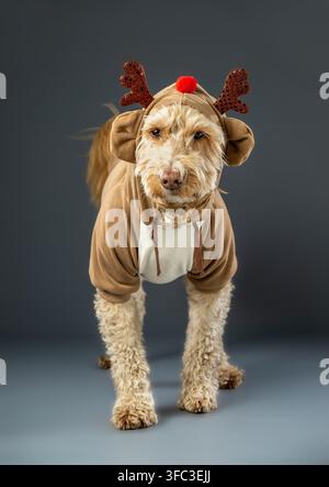 Vollständige Studioaufnahme eines Cockapoo-Hundes in einem Rentier-Weihnachtskostüm, der die Kamera ansieht. Stockfoto