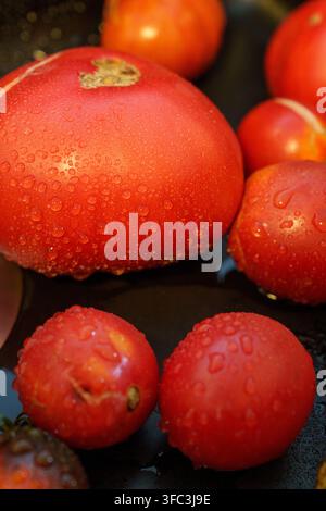 Nahaufnahme von nassen frischen Tomaten mit Wassertropfen im Waschbecken Stockfoto