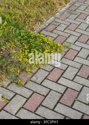 Wildgelbe Blumen und grüne Vegetation breiten sich über Pflastersteine aus und veranschaulichen, wie die ausdauernde Natur allmählich konstruierte städtische Oberflächen zurückerobert Stockfoto