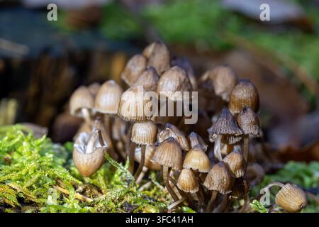 Büschel kleiner brauner Mycena-Pilze, die auf einem moosigen verrottenden Baumstumpf in einem Herbstwald wachsen Stockfoto