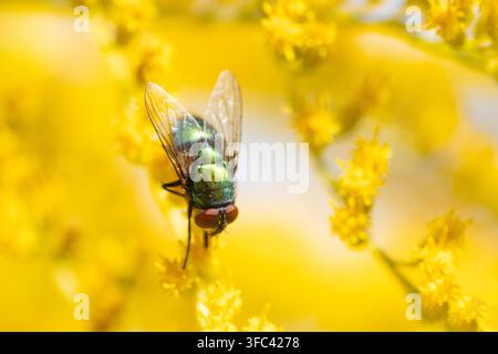 Metallisch grüne Fliegenlarve ruht auf hellgelben Goldrutenblüten Stockfoto