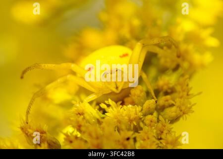 Gelbe Krabbenspinner auf einer leuchtend gelben Blume getarnt. Extreme Makrofotografie Stockfoto